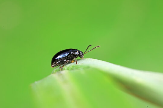 Flea Beetles On Wild Plants, North China