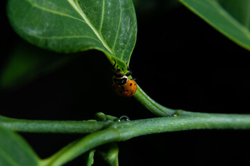 Joaninha caminhando sobre um galho verde cheio de folhas com o fundo preto.