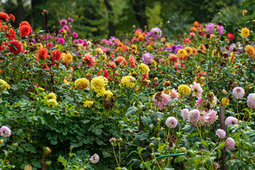 dahlias in the fall garden © Maksim Shebeko