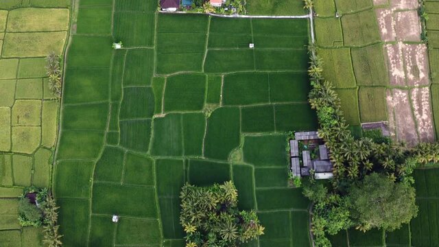 aerial top down  tropical landscape palm tree and green field in a small village remote rural area agricultural economy great reset regression