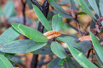 Close to a thick juicy leaf of an exotic plant in a greenhouse