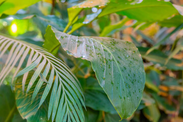 Close to a thick juicy leaf of an exotic plant in a greenhouse