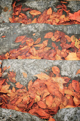 Fallen autumnal leaves