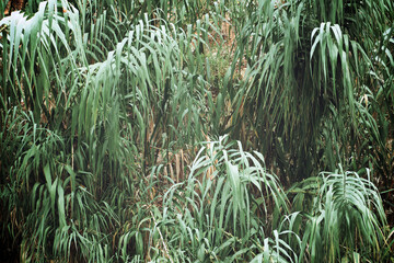 Reed bed close up