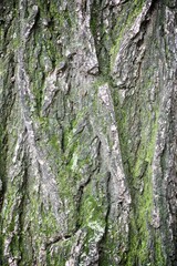 Trunk close up