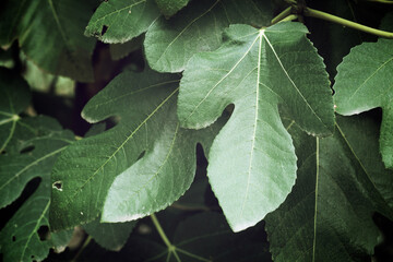 Green leaf close up
