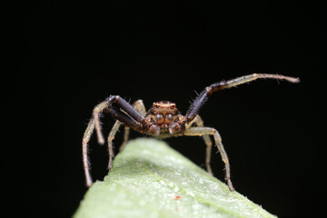 Spiders on wild plants, North China