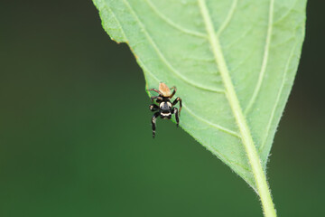 Flies on plants in the nature, North China Plain