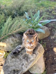 cat in the garden