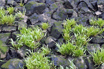 Close Up of Riverside Rocks with Green Plants