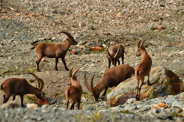 mountain ibex in the swiss alps