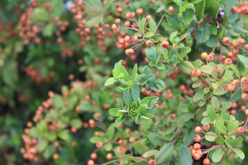 berries on a bush