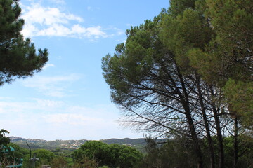 Fototapeta premium trees in the mountains