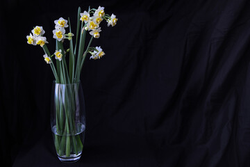 Narcissus "Bridal Crown" on black background