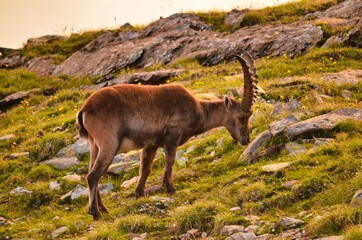 mountain ibex in the swiss alps