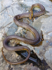 Poison snake for drug synthesis.
