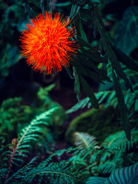 Brownea macrophylla