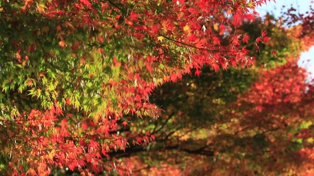 紅葉と秋景色