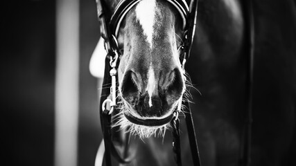 Black-and-white close-up image of the nose of the horse, wearing a bridle and snaffle. Equestrian sport. Nostrils.