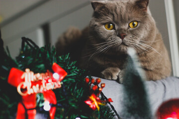 christmas tree decorations with cat