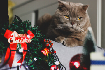 christmas tree decorations with cat