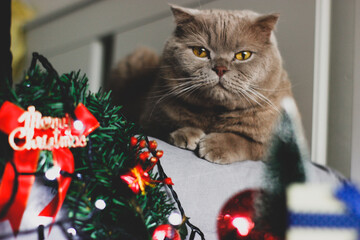 christmas tree decorations with cat