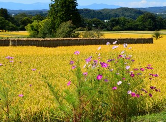 秋の水田とコスモス