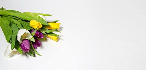 The concept of floral background. Purple, yellow and white tulips on white background with copy space and flat lay, banner