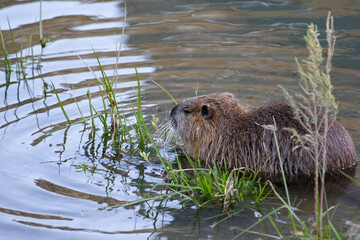 草を食べるヌートリア