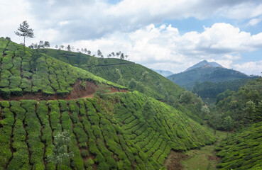 Fototapeta na wymiar Tea crops from the hills of Munnar, Kerala, India