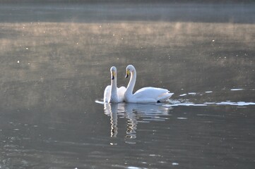白鳥のつがい