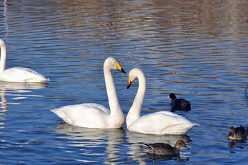 白鳥のつがい