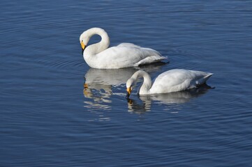 白鳥のつがい
