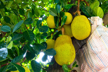 many jackfruit on the tree in farm with some are kept in plastic bag to prevent insect