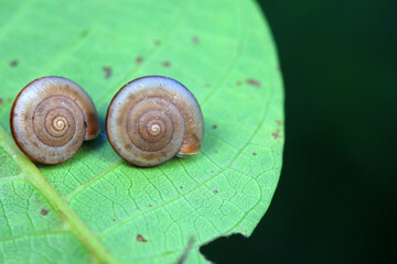 The snail crawls on the green leaves