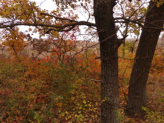 Autumn is the most beautiful (picturesque) season in the forest. Odessa region (Ukraine).