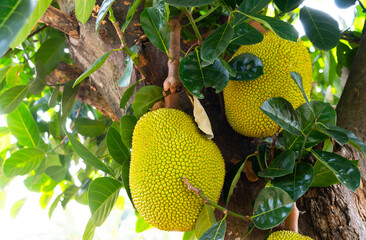 many jackfruit on the tree in farm