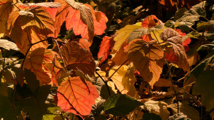 Autumn is the most beautiful (picturesque) season in the forest. Odessa region (Ukraine).