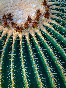cactus thorns