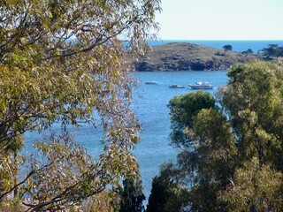 trees on the shore 