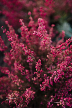 Dark pink heather flowering close-up