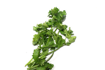 Bunch of fresh coriander leaves, green vegetables over white background
