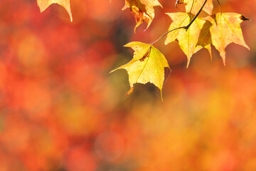 Close up of beautiful maple leaves isolated on bokeh blurry background in autumn season.
