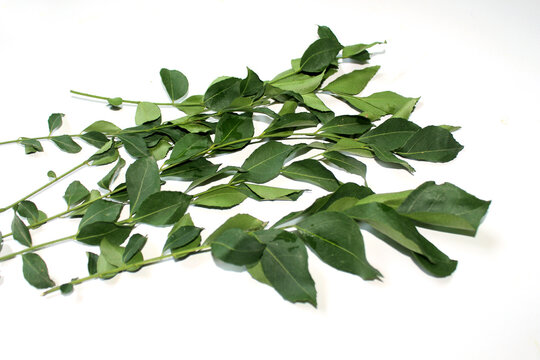 curry green leaves on white background