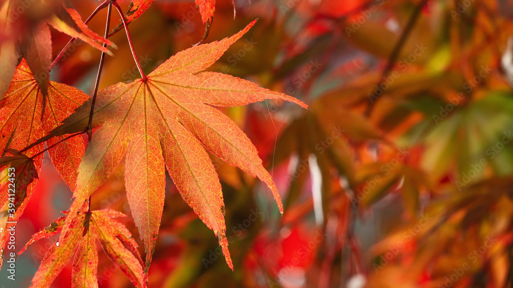 Wall mural close up of beautiful maple leaves isolated on bokeh blurry background in autumn season.