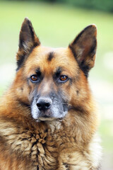  Portrait of a young german shepherd on a trail in the green