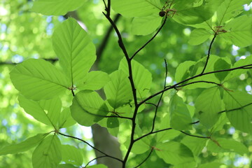 Fototapeta na wymiar Green leafs of a beech in the park