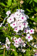 Naklejka premium Phlox paniculata 'White Admiral' an herbaceous summer autumn flower plant, stock photo image