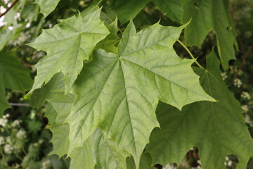 Green leaves in spring time