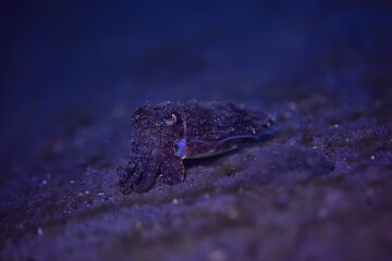cuttlefish underwater / underwater world, marine life wildlife animal diving in the Pacific Ocean